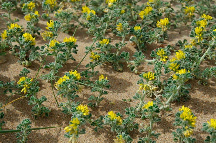 medicago-marina.jpg