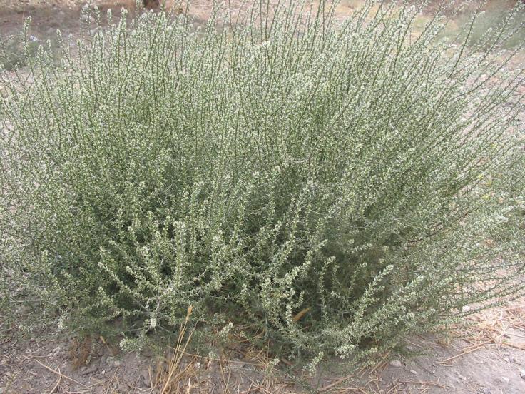 salsola.kali.jpg