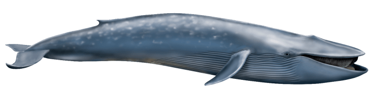 ballena-azul.png