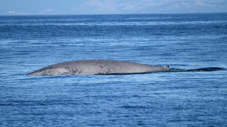 tercera-ballena-azul-corrubedo.jpg