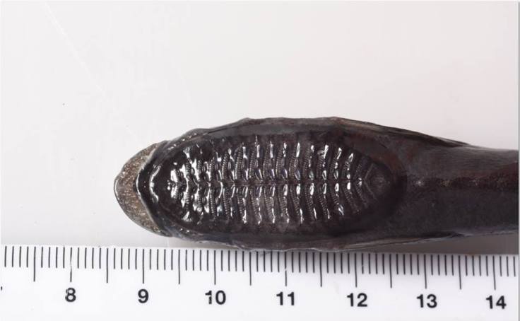 remora-brachyptera-ventosa