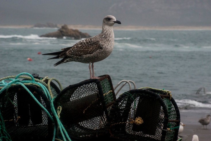 1 de enero-puerto-corrubedo-carmen.JPG
