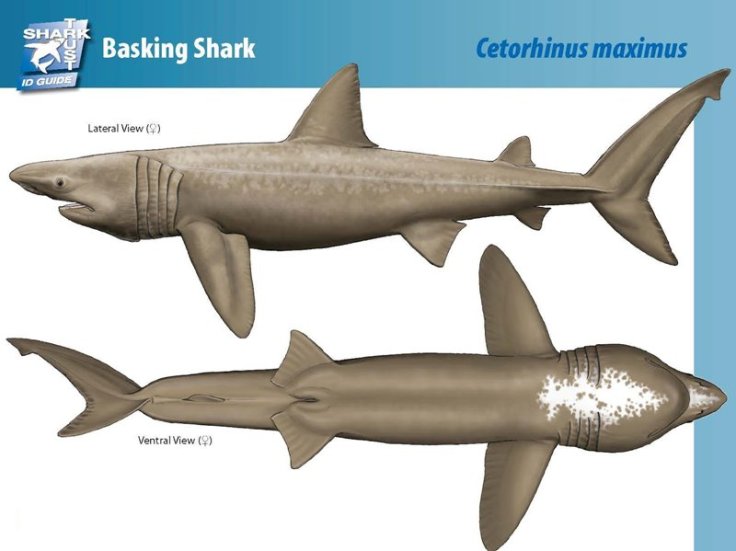 tiburon-peregrino-morfologia